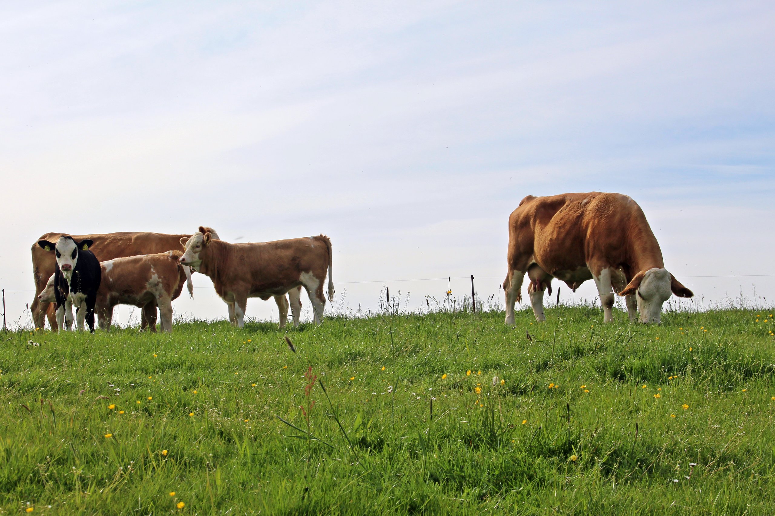 Eine Gruppe brauner und schwarzbunter Rinder mit Kaelbern steht und grast auf einer Wiese unter hellem Himmel