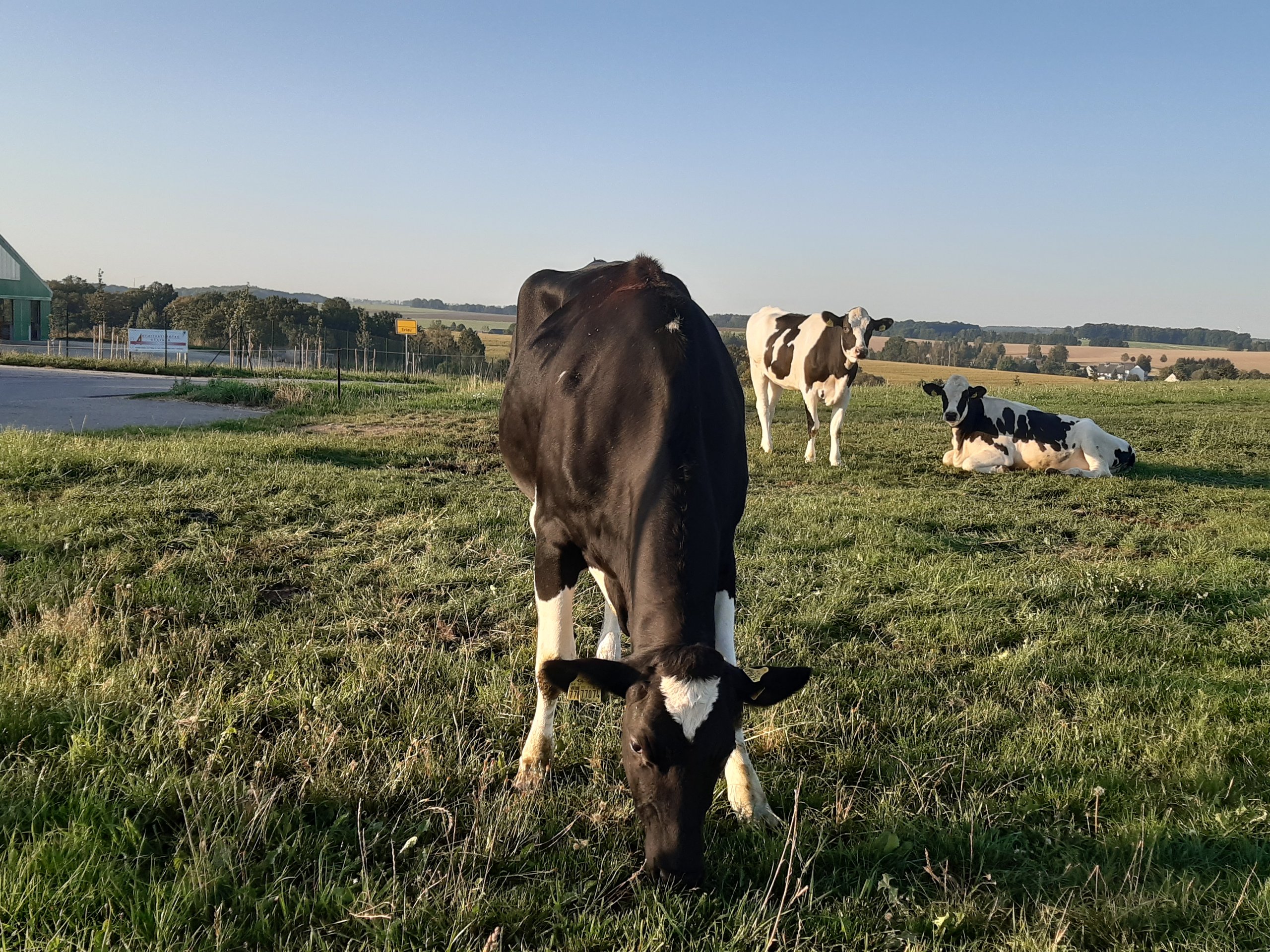 Eine schwarzbunte Kuh grast im Vordergrund, dahinter stehen und liegen weitere Kuehe auf einer Weide
