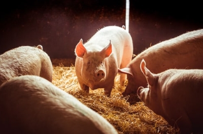 Schweine im Stroh Mehrere Schweine stehen und liegen auf einer dick eingestreuten Strohflaeche, eines blickt in die Kamera